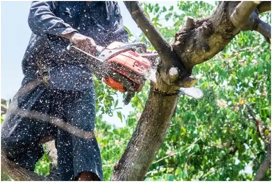 tree services Timberville